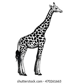 Illustration Giraffe Africa Stock Vector (Royalty Free) 470261663 ...