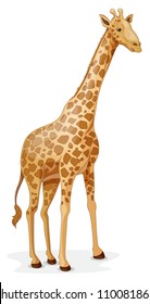 illustration of a giraffe on a white background