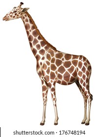 Illustration of a giraffe on a white background