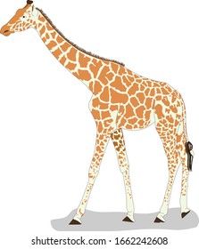 illustration of giraffe side view