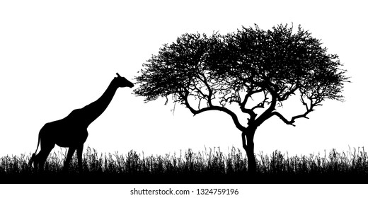 Illustration of giraffe silhouettes and acacia tree with grass in african safari in kenya - isolated on white background - vector