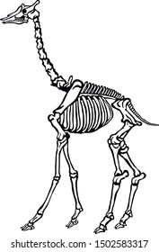 Illustration of a Giraffe skeletal system on a white background.