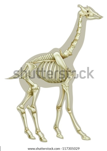 Illustration Giraffe Skeletal System On White Stock Vector (Royalty ...