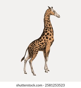 Illustration of a giraffe standing tall. Giraffe with long neck and spotted pattern. Giraffe depicted in a vintage style. Giraffe in profile view. Vintage animal illustration isolated, vector.