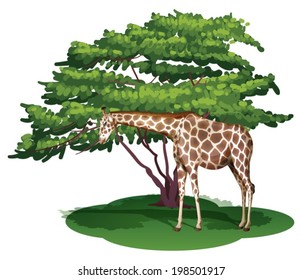 Illustration of a giraffe under the tree on a white background