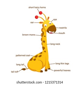 Illustration of giraffe vocabulary part of body.vector