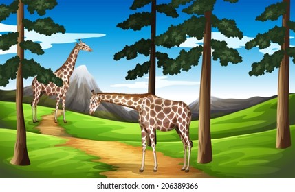 Illustration of the giraffes in the forest