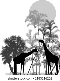 illustration with giraffes near palm trees tree isolated on white background