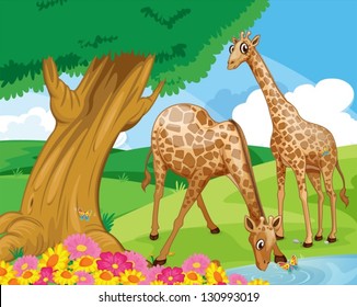 Illustration of the giraffes at the riverbank