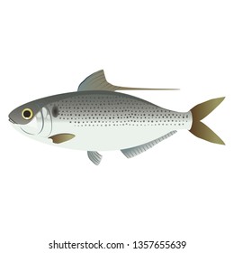 Illustration of a gizzard shad