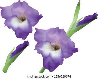 illustration with gladiolus flower isolated on white background
