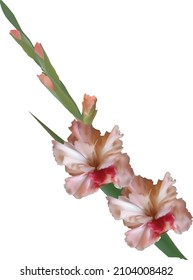 illustration with gladiolus flower isolated on white background