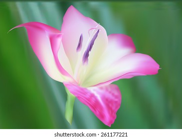illustration with gladiolus flower on green background