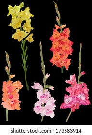 illustration with gladiolus flowers isolated on black background