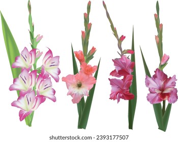 illustration with gladiolus flowers isolated on white background