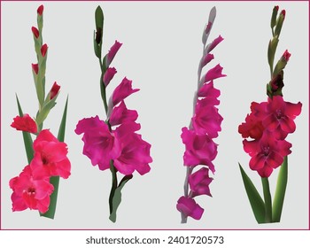 illustration with gladiolus flowers isolated on light background