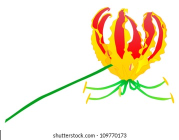 illustration of a Gloriosa lily in vibrant yellow and red