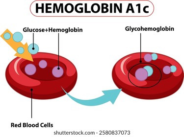 Illustration of glucose binding to hemoglobin