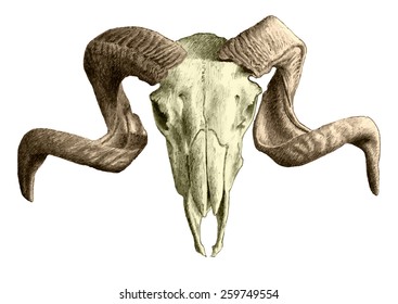 illustration with goat  skull. hand drawn