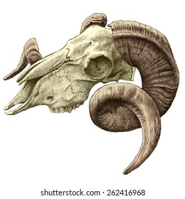 illustration with goat  skull. hand drawn
