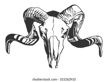 Illustration with goat skull.  Hand drawn. Vector.