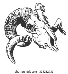 Illustration with goat skull.  Hand drawn. Vector.