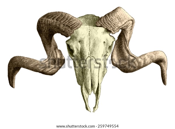 Vetor stock de Illustration Goat Skull Hand Drawn (livre de direitos