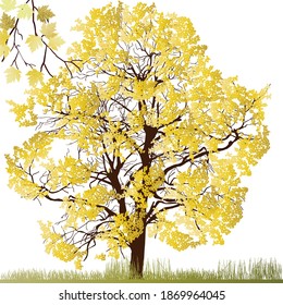 ilustración con árbol de oro aislado en fondo blanco
