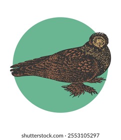 illustration of a golden brown king dove in a graceful pose placed on a light green circle