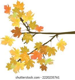 illustration with golden maple tree branch isolated on white background 