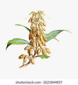 Illustration of golden seed pods on a branch with green leaves. The seed pods are clustered together. Detailed botanical drawing of seed pods and leaves. Vintage flower illustration vector.