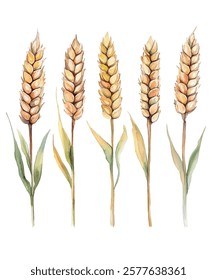  illustration of golden wheat stalks, perfect for agricultural, organic, and natural themed designs. Ideal for backgrounds, packaging, and branding. High quality, detailed, and vibrant artwork.