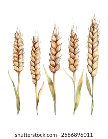  illustration of golden wheat stalks, perfect for agricultural, organic, and natural themed designs. Ideal for backgrounds, packaging, and branding. High quality, detailed, and vibrant artwork.