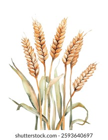  illustration of golden wheat stalks, perfect for agricultural, organic, and natural themed designs. Ideal for backgrounds, packaging, and branding. High quality, detailed, and vibrant artwork.