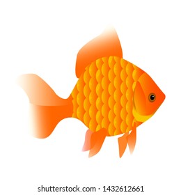 Illustration of a goldfish orange-golden color. Fish for aquarium. Pet living in water. Fish from the ocean.