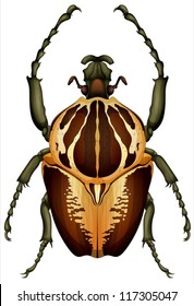 Illustration of a Goliathus regius beetle on a white background