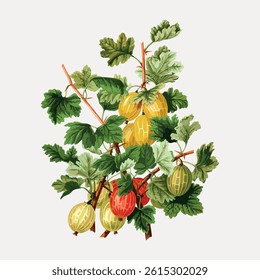 Illustration of a gooseberry plant with green leaves and ripe gooseberries. The gooseberries are yellow and red, surrounded by lush green leaves and branches. Vintage fruit illustration vector.