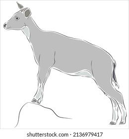 Illustration of Goral. It is another rare wild animal species.