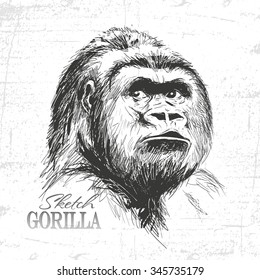 illustration of gorilla face on white background. See also my other animals