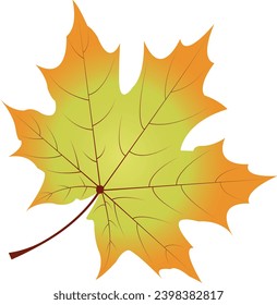 illustration gradation of maple leaf