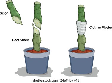 Illustration of Grafting Technique on White Background Demonstrating Horticultural Method for Plant Propagation.