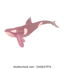 Illustration of grampus with watercolor splashes. Vector killer whale for your design.