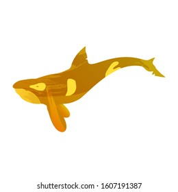 Illustration of grampus with watercolor splashes. Vector killer whale for your design.