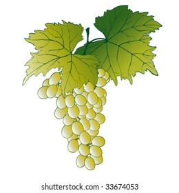 illustration of grape