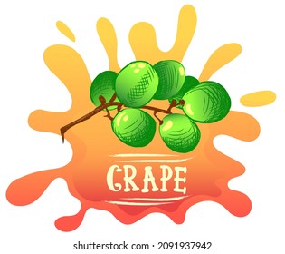 illustration of grape branch in bright colors, inscription or lettering of word grape. Illustration for advertising, packaging or publishing recipes. Culinary illustration of fruits