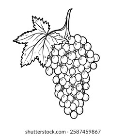 Illustration of grape branch, outline vector illustration isolated on white background, eps10