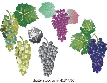 illustration with grape collection isolated on white background