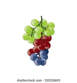 illustration  grape colorful on white background