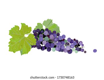 Illustration of grape with leaf. 
