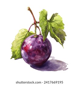 illustration of a grape with stems and leaves colored using watercolor